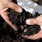 Bitkiler için neden torf?