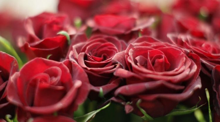 Gül Yetiştirme ve Bakımı